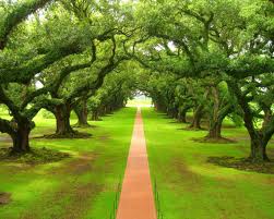 Trees